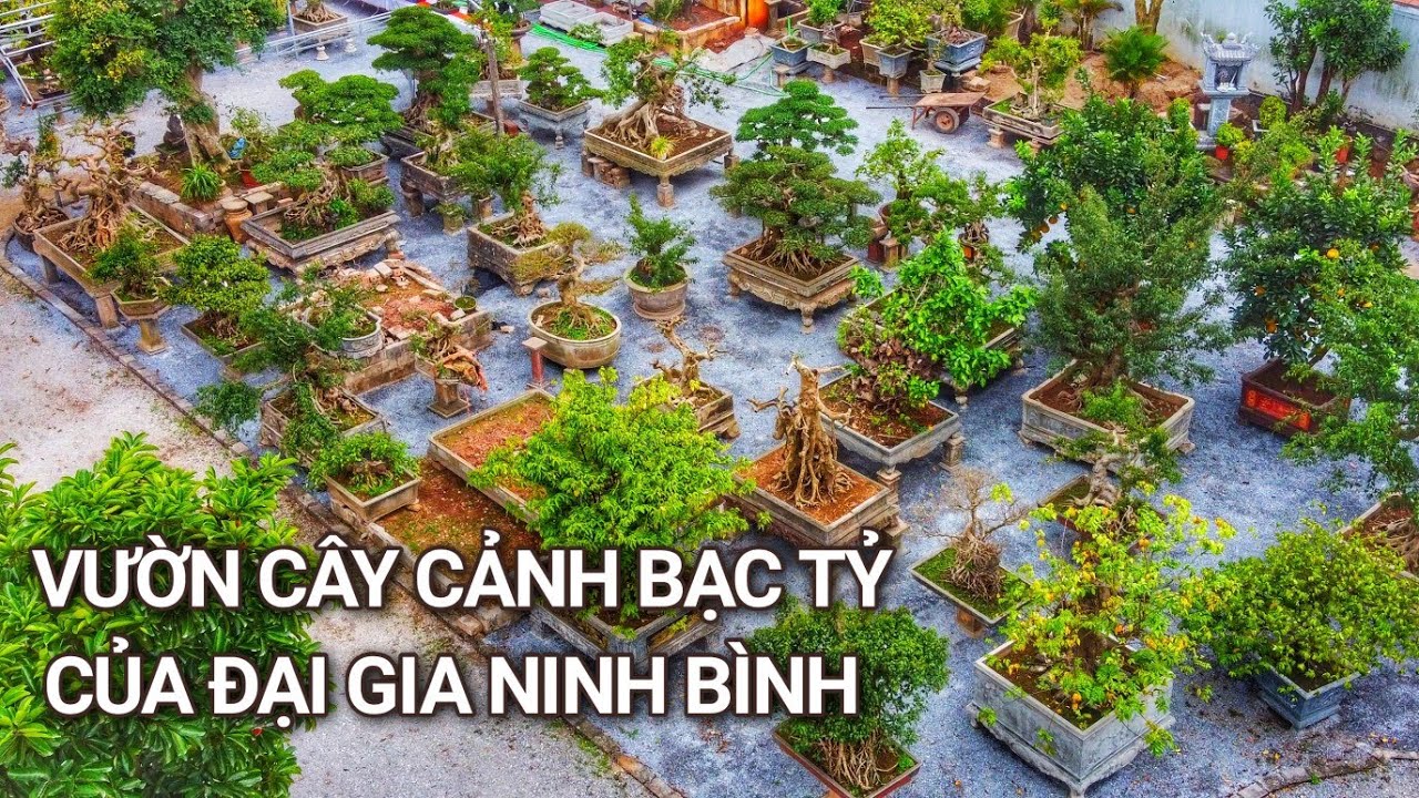 Chiêm ngưỡng vườn cây cảnh BẠC TỶ của ĐẠI GIA NINH BÌNH